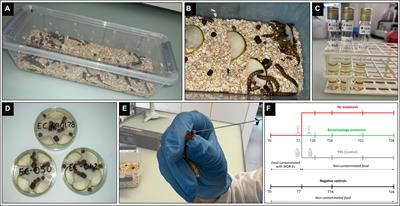 A new in vivo model of intestinal colonization using Zophobas morio larvae: testing hyperepidemic ESBL- and carbapenemase-producing Escherichia coli clones